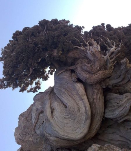 Image of a gnarled tree hanging over a cliff/ledge